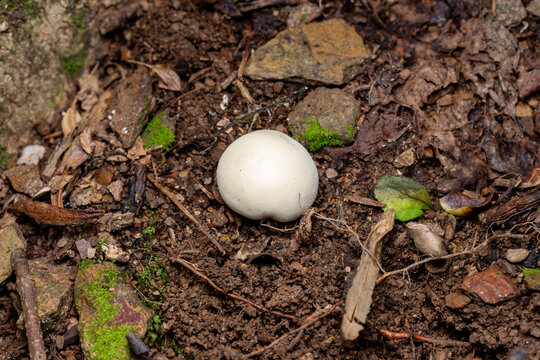 lycoperdon puff ball mushroom