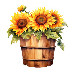 sunflower in a wooden pot, watercolor, isolated background