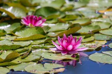 Pink lotus flowers resting on a bed of green lily pads in a peaceful and still pond.