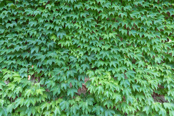 Lush green ivy leaves cover a brick wall on the exterior of a building.