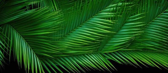 The coconut leaves have a resemblance to feathers and they are green in color