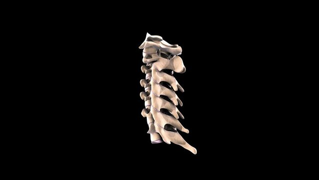 human skeleton cervical anatomy. 3d render
