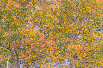 Aspen leaves changing color on trees in autumn in the Colorado high country.
