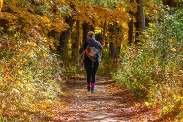Woman takes Nature Walk in Forest Preserve filled with beautiful autumn-colored trees