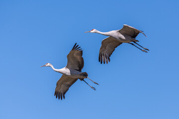 Close-up of two Sandhill Cranes in flight, bird migration, birds flying across a blue sky