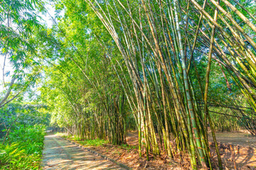 Naklejka premium High green bamboo forest in the countryside Binh Duong, Vietnam. Bamboo is used as household items to help people