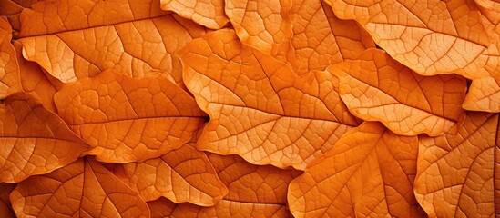 Obraz premium The feel of the leaf in autumn