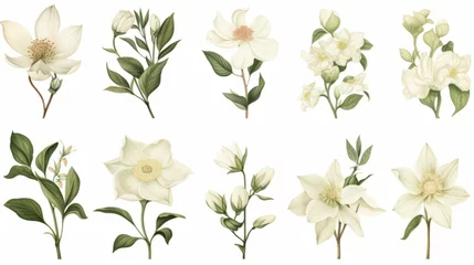 Fotobehang Vintage artwork and retro graphic design set of botanical illustrations of flowers or floral plants © ND STOCK