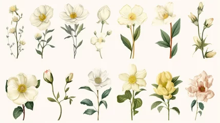 Fototapeten Vintage artwork and retro graphic design set of botanical illustrations of flowers or floral plants © ND STOCK