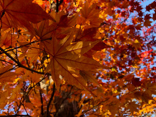 Naklejka na ściany i meble The height of red maple leaves