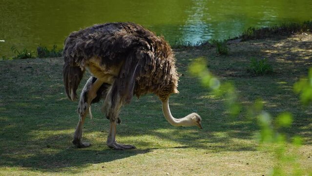 Close up of ostrich picking food on a meadow.