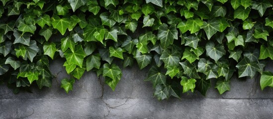The backdrop of the concrete wall is adorned with lush ivy