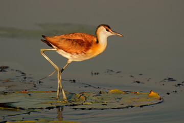 An African jacana (Actophilornis africana) on a water lily leaf, South Africa.