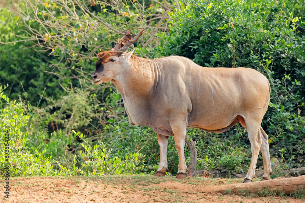 Poster Big male eland antelope (Tragelaphus oryx) in natural habitat, Kruger National Park, South Africa.