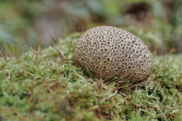 Rough puffball
Lycoperdon perlatum, nature, deciduous forest, close-up photography, Poland