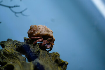Macro Photography. Animal Close up. Macro shot of red land hermit crab Coenobita Rugosus with white...