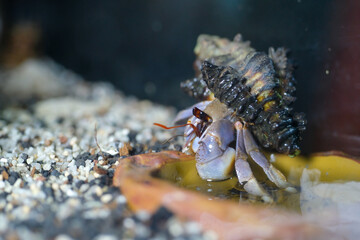 Macro Photography. Animal Close up. Macro shot of a large pet hermit crab, Coenobita violascens,...