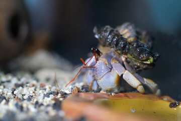 Macro Photography. Animal Close up. Macro shot of a large pet hermit crab, Coenobita violascens, purple - orange in color, walking in the crabitat. Macro Photos of Exotic Animals