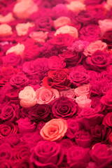 たくさんの薔薇