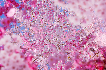 桜の花