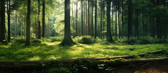 Forest during the summer season