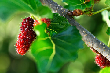 Organic Mulberry fruits with green leafs. Close-up fresh fruit in sunlight. Healthy sweet fruit eating for vitamin.