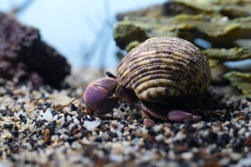 Macro Photography. Animal Close up. Macro shot of a large pet hermit crab, Coenobita violascens, purple - orange in color, walking in the crabitat. Macro Photos of Exotic Animals
