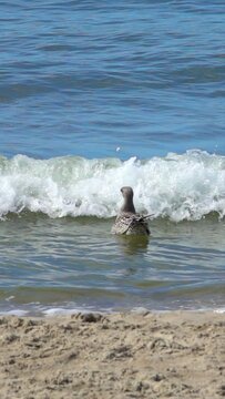 Seagull sways on the waves, Vertical slow motion