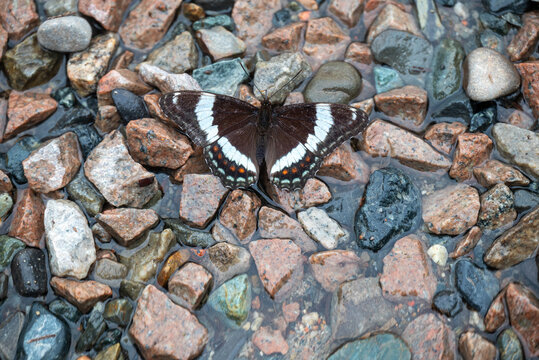 butterfly on stone
