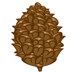 Pine Cone illustration