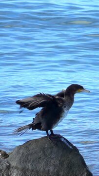 Cormorant stretches its wings on the seashore, Vertical slow motion