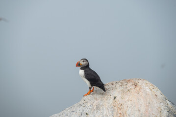 atlantic puffin or common puffin on a rock