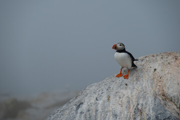 atlantic puffin or common puffin