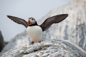 atlantic puffin or common puffin