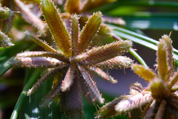 Macro Photography. Plants Close up. Macro shot of the ornamental plant Cyperus Eragrostis, growing wild along the yard. Macro Photo of Exotic Plants