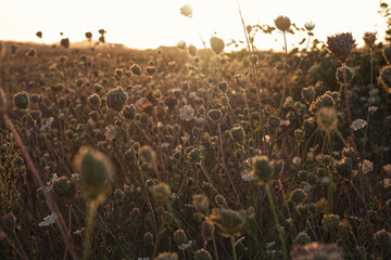 Queen Anne's Lace Seedheads at Sunset  - obrazy, fototapety, plakaty