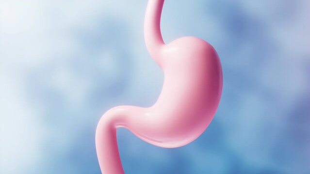 Human stomach with blue background, 3d rendering.