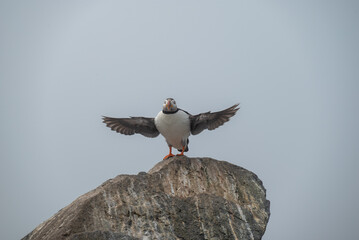 atlantic puffin starting to fly
