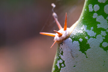 Macro Photography. Plant Close-up. Macro shot of thorns of a cactus tree. Cactus spines are sharp...