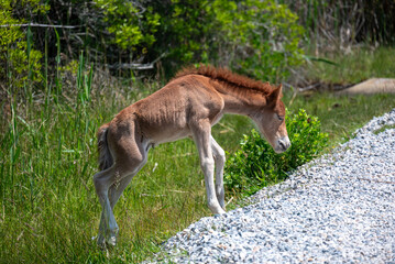 foal in the grass