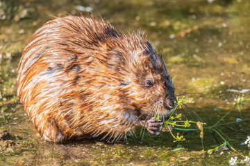 Wild animal Muskrat, Ondatra zibethicuseats, eats on the river bank