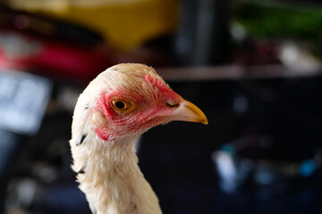 Macro Photography. Animal Close up. Macro shot of a white feathered chicken head with a red face and black eyes. Chicken head closeup