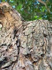 bark of a tree