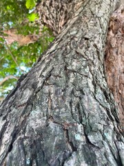 Obraz premium tree texture