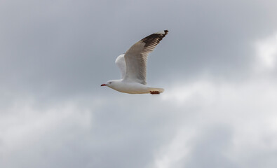 Common Silver Gull coastal bird western Australia