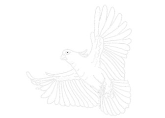 Illustrator Of A Parrot - Cockatoo - kakatua illustration - white line art