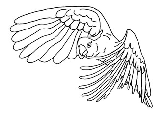 Illustrator Of A Parrot - Cockatoo - kakatua illustration