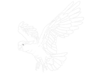Illustrator Of A Parrot - Cockatoo - kakatua illustration - white line art