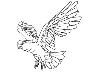 Illustrator Of A Parrot - Cockatoo - kakatua illustration © Arief