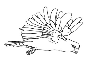 Illustrator Of A Parrot - Cockatoo - kakatua illustration